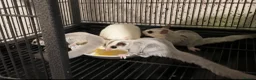 Sugar Glider rodents for sale: Platinum baby sugar gliders  - Advert 2
