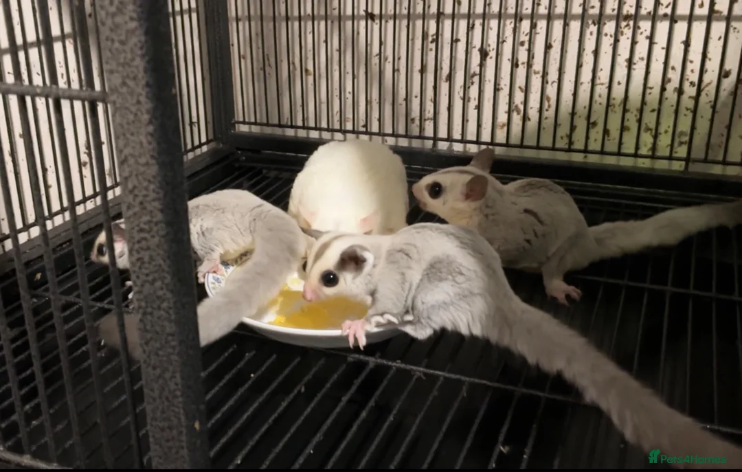 Sugar Glider rodents for sale: Platinum baby sugar gliders  - Advert 2