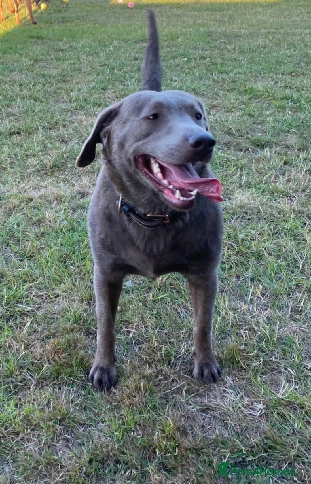 Labrador Retriever dogs for sale: Stunning Pure Pedigree Silver Labrador Puppies - Advert 2