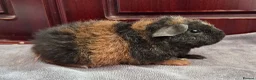Guinea Pig rodents for sale: Teddy Baby Boar Guinea pigs - Advert 3