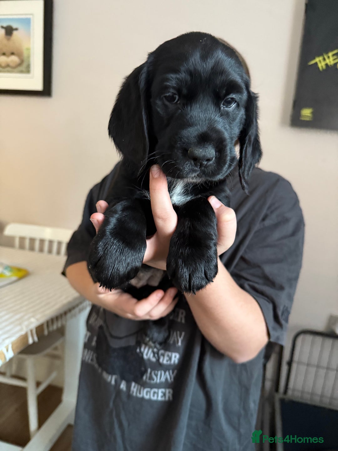 Cockerdor dogs for sale: F1 Cockerador Puppies  - Advert 3