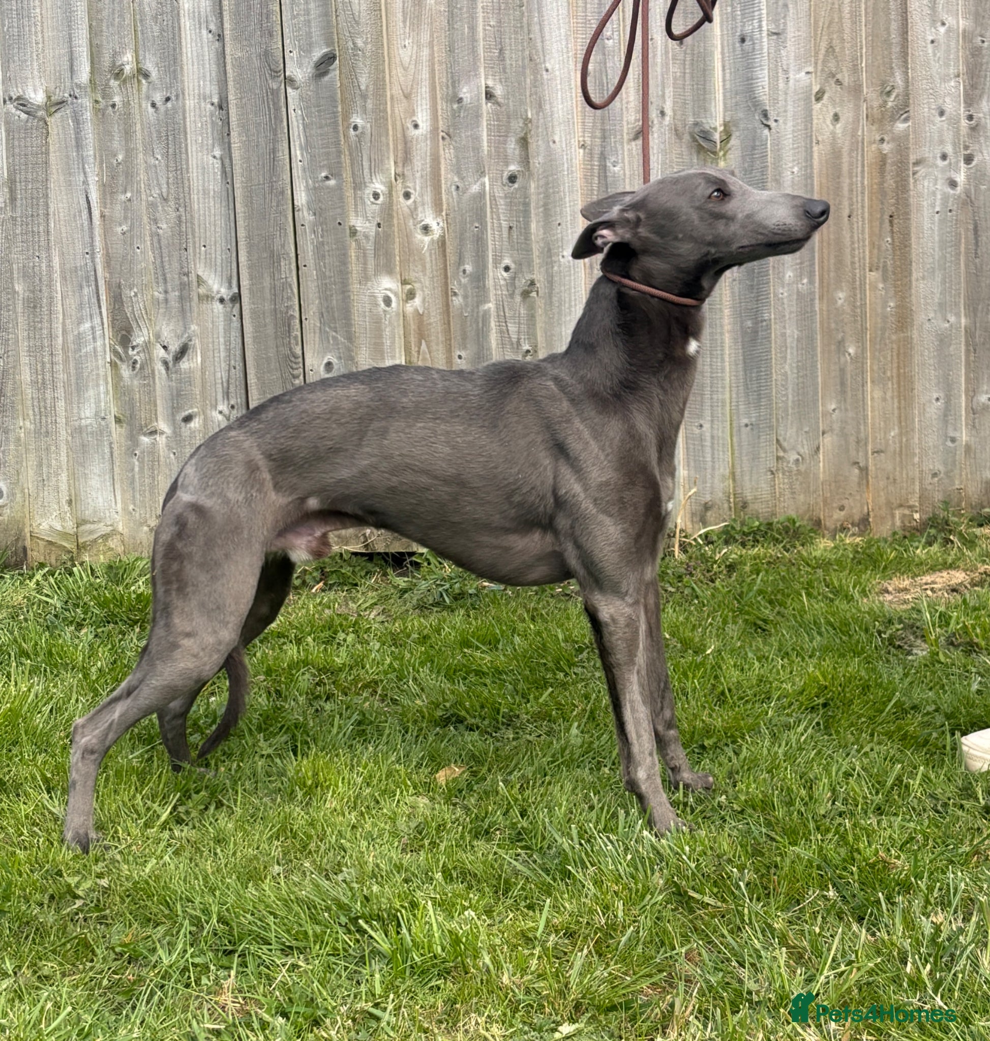Whippet dogs KC Registered Proven blue  - Advert 1