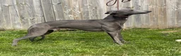 Whippet dogs for stud: KC Registered Proven blue  - Advert 1