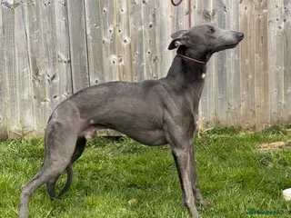 Whippet dogs KC Registered Proven blue - Advert 1
