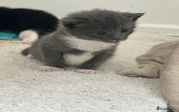 British Shorthair cats for sale: British short hair cross kittens - Image 2