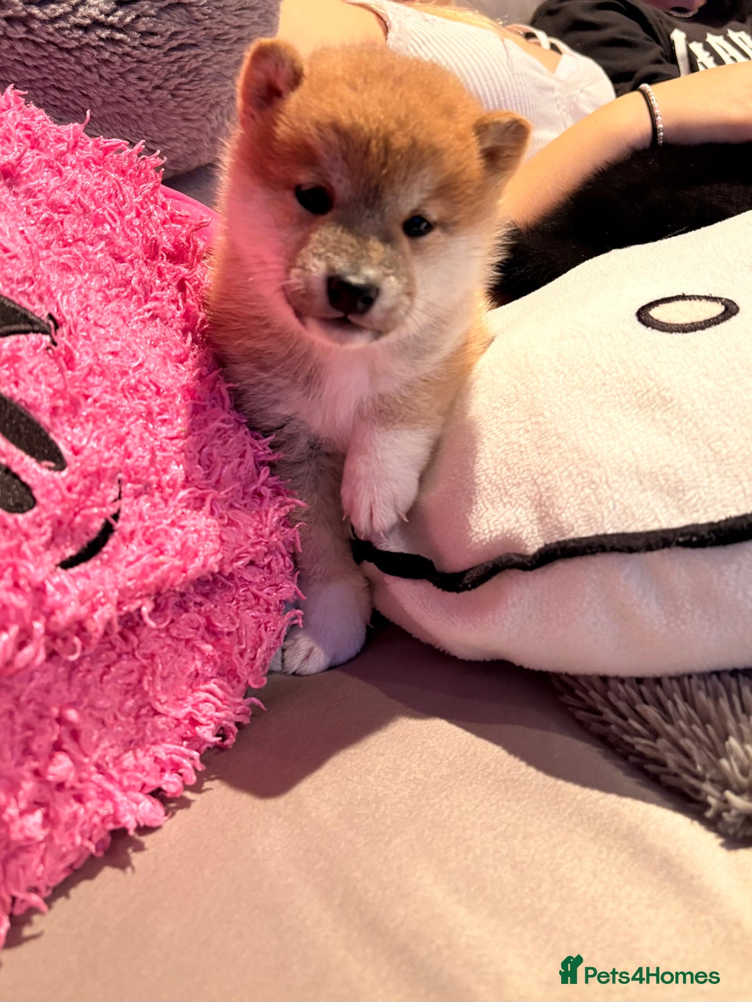 Japanese Shiba Inu dogs for sale: Health Tested Japanese Shiba Inu Puppies  - Image 15