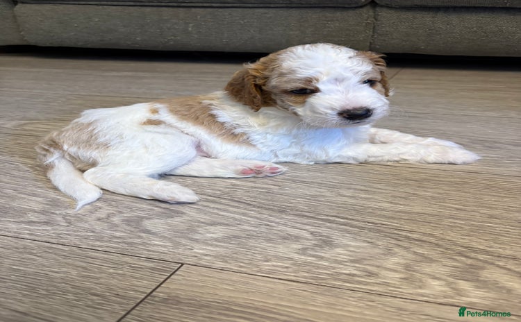 Double Doodle dogs - Advert 1