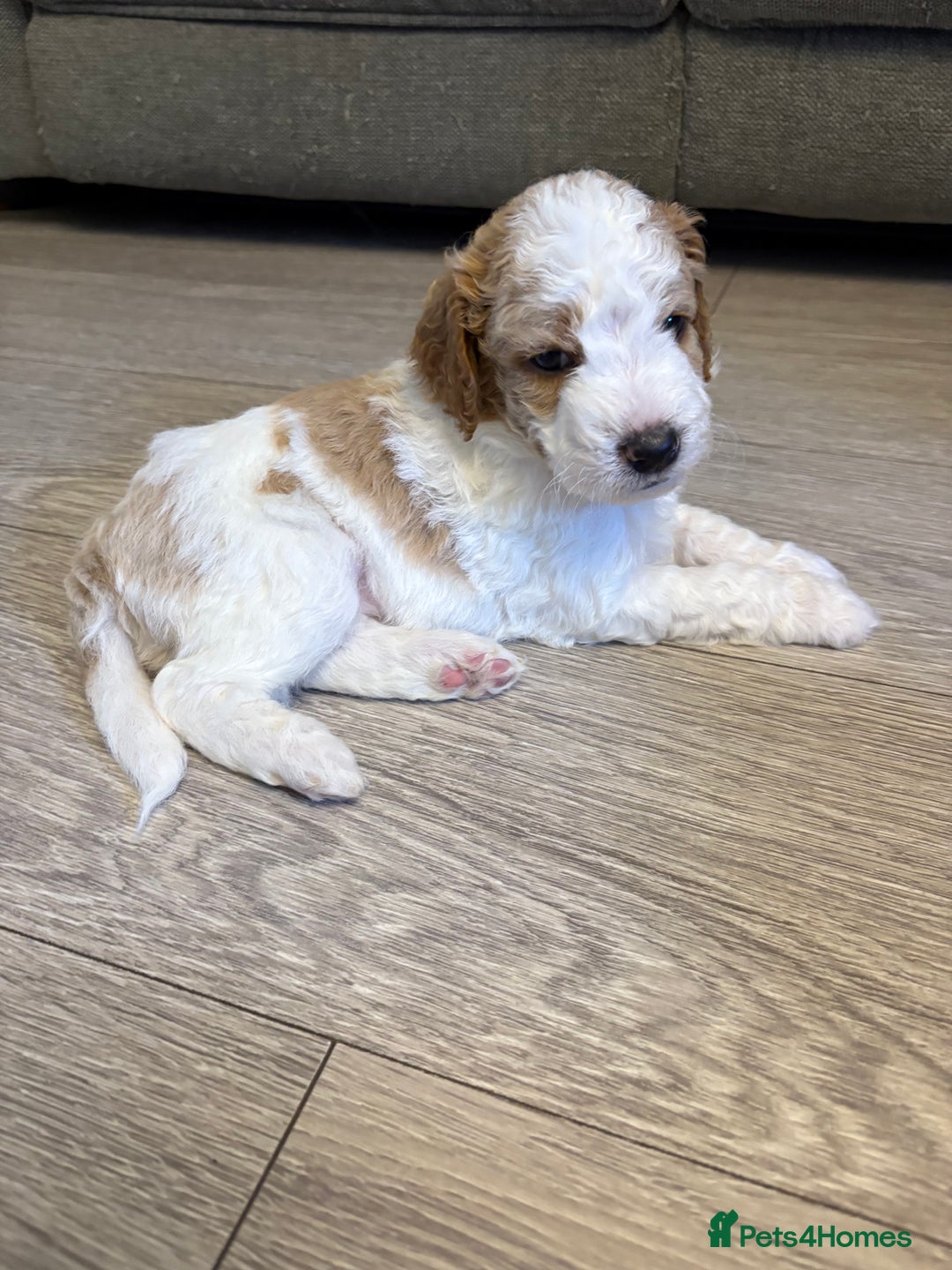 Double Doodle dogs for sale: Parti Double Doodles🐾  - Advert 5