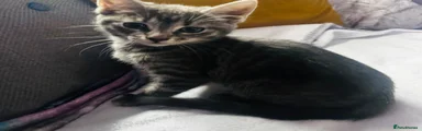 Mixed Breed Kitten 2