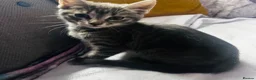 Mixed Breed cats for sale: Beautiful 😻  - Advert 5