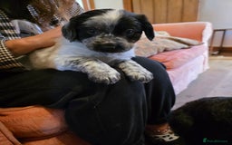 Mixed Breed dogs for sale: Sweetest Sprollies - Image 11
