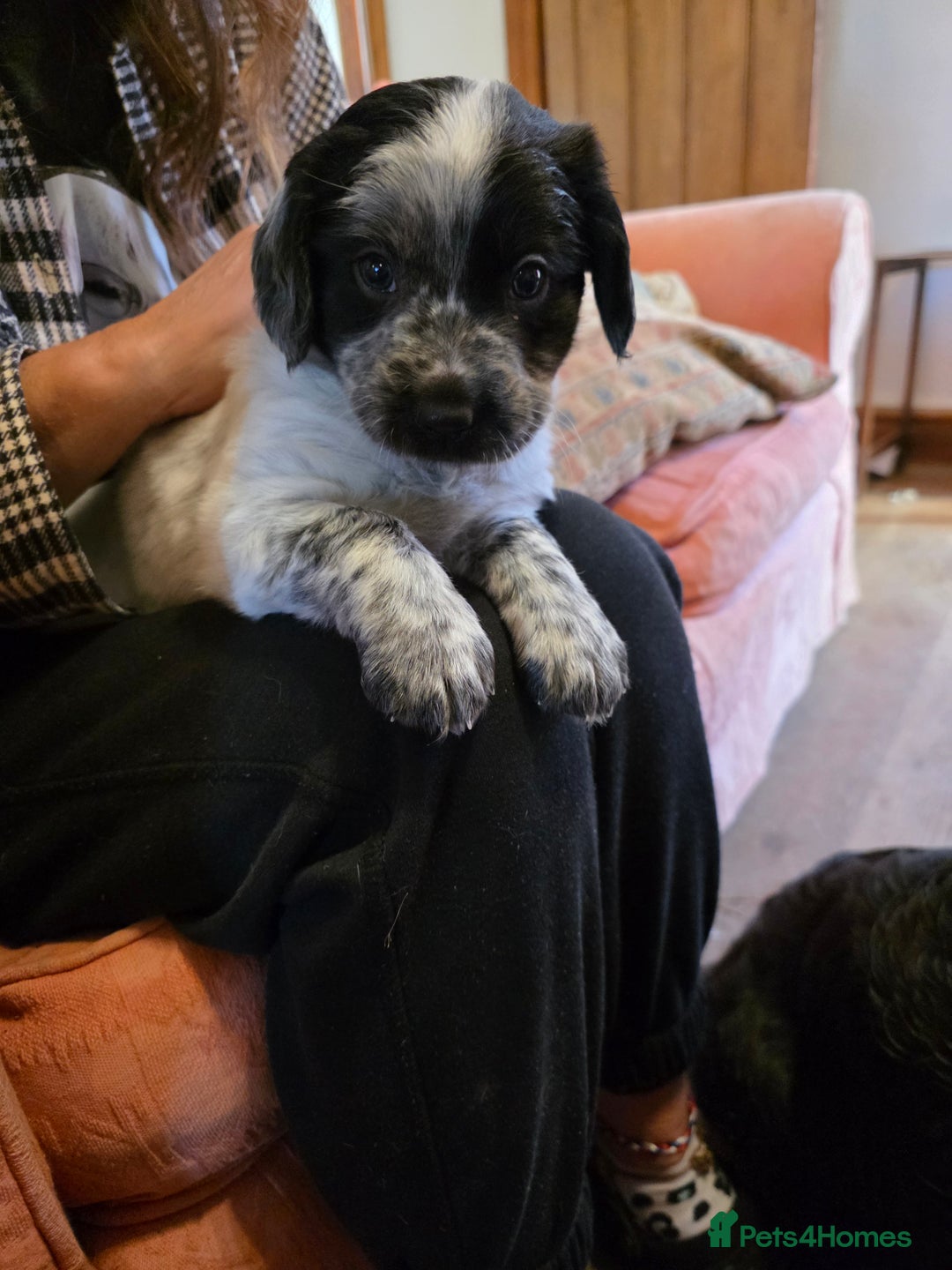 Mixed Breed dogs for sale: Sweetest Sprollies - Image 11