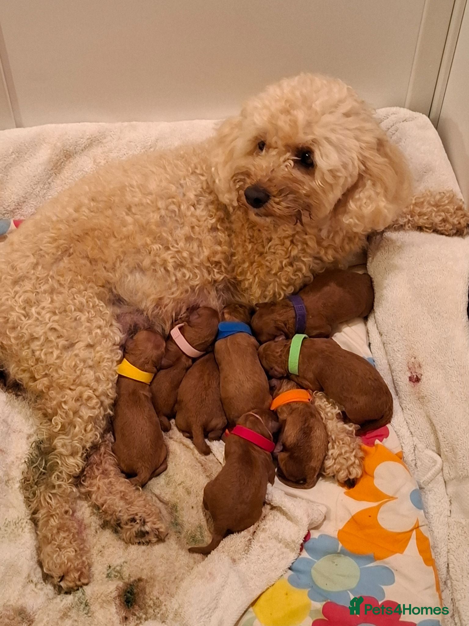 Cavapoo dogs Stunning F1B Cavapoo Pups - Deep Fox Red - Advert 2