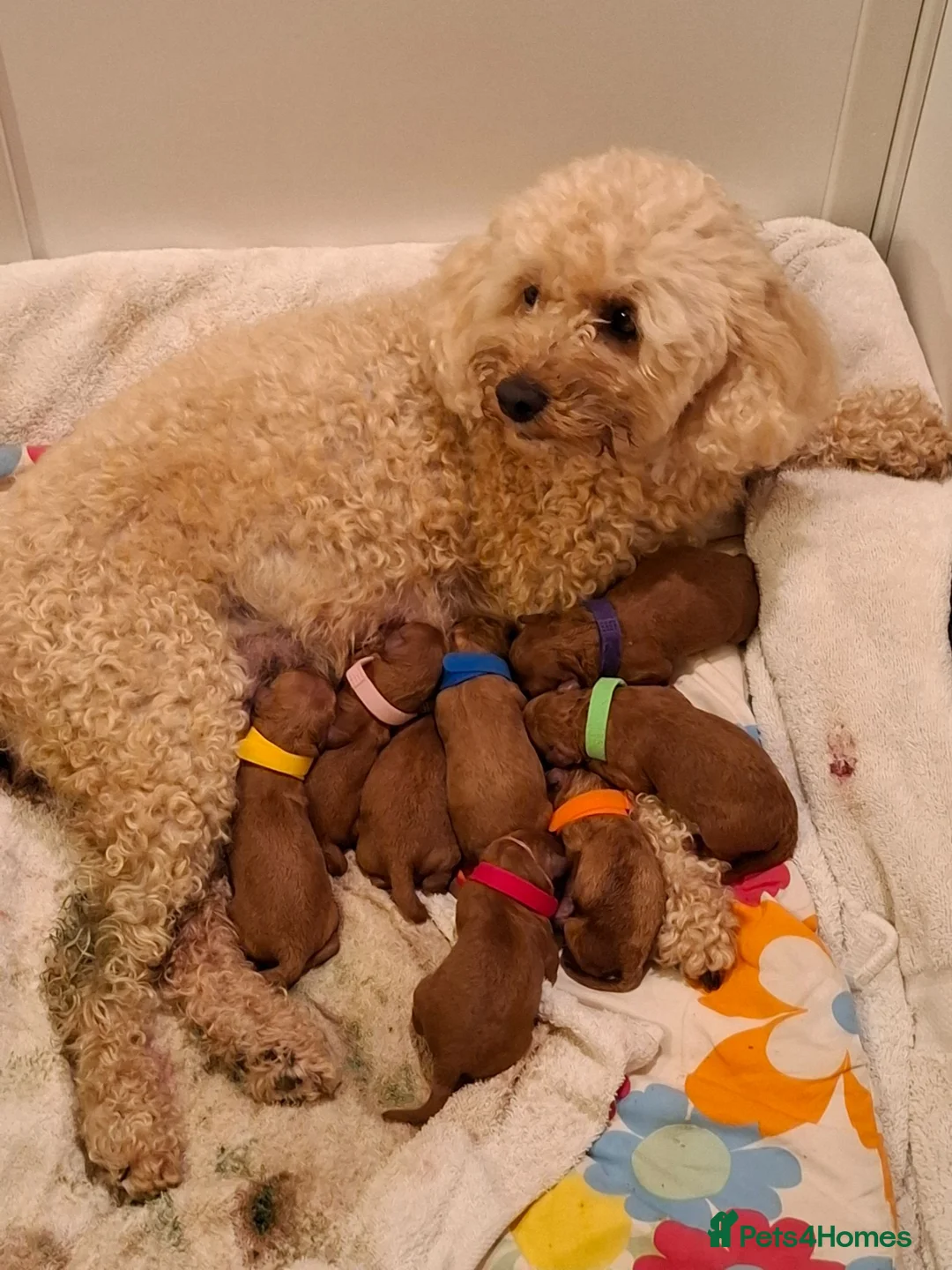 Cavapoo dogs for sale: Stunning F1B Cavapoo Pups - Deep Fox Red - Advert 2