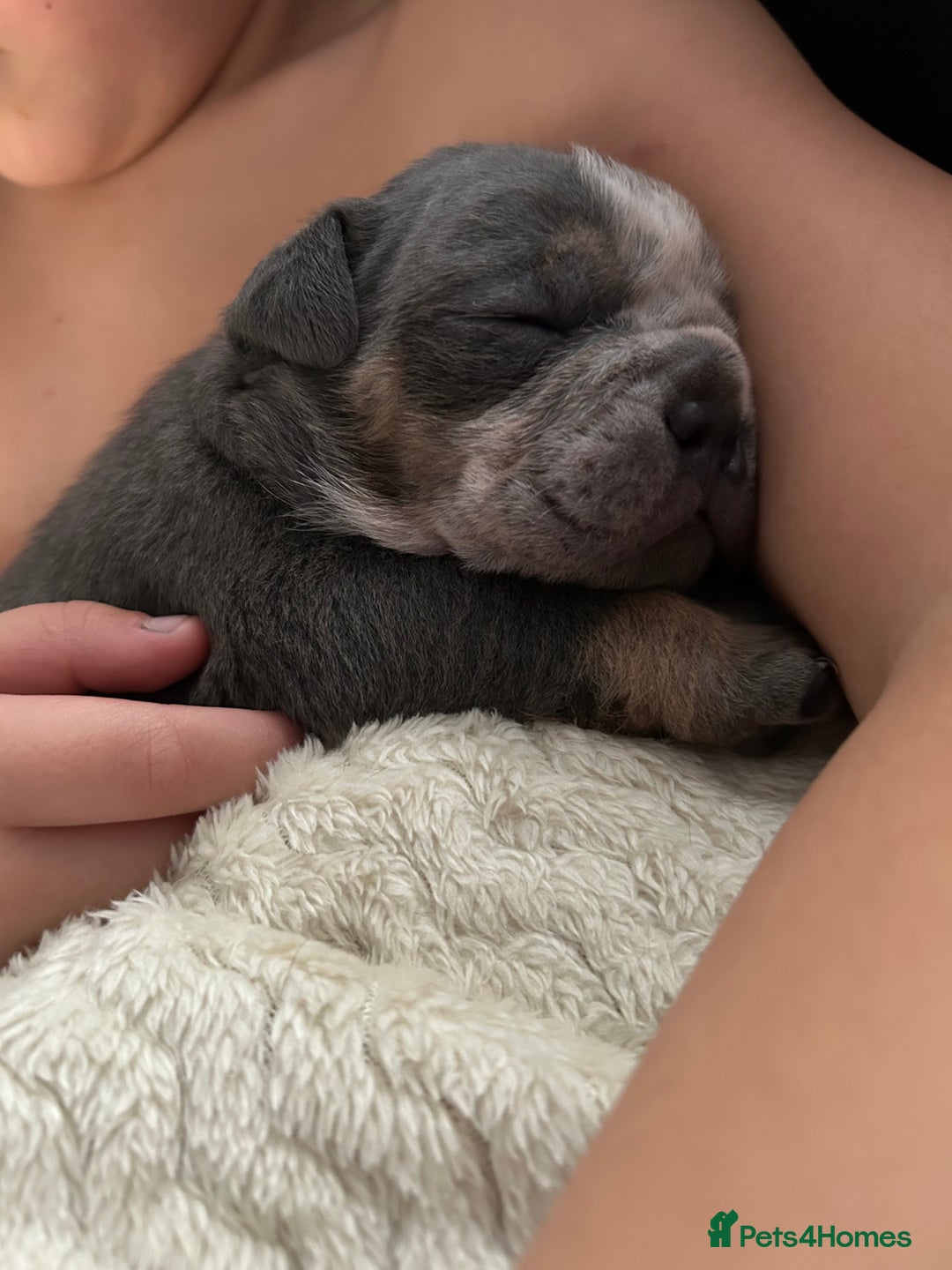 English Bulldog dogs for sale: Beautiful Olde English bulldogs  - Image 11