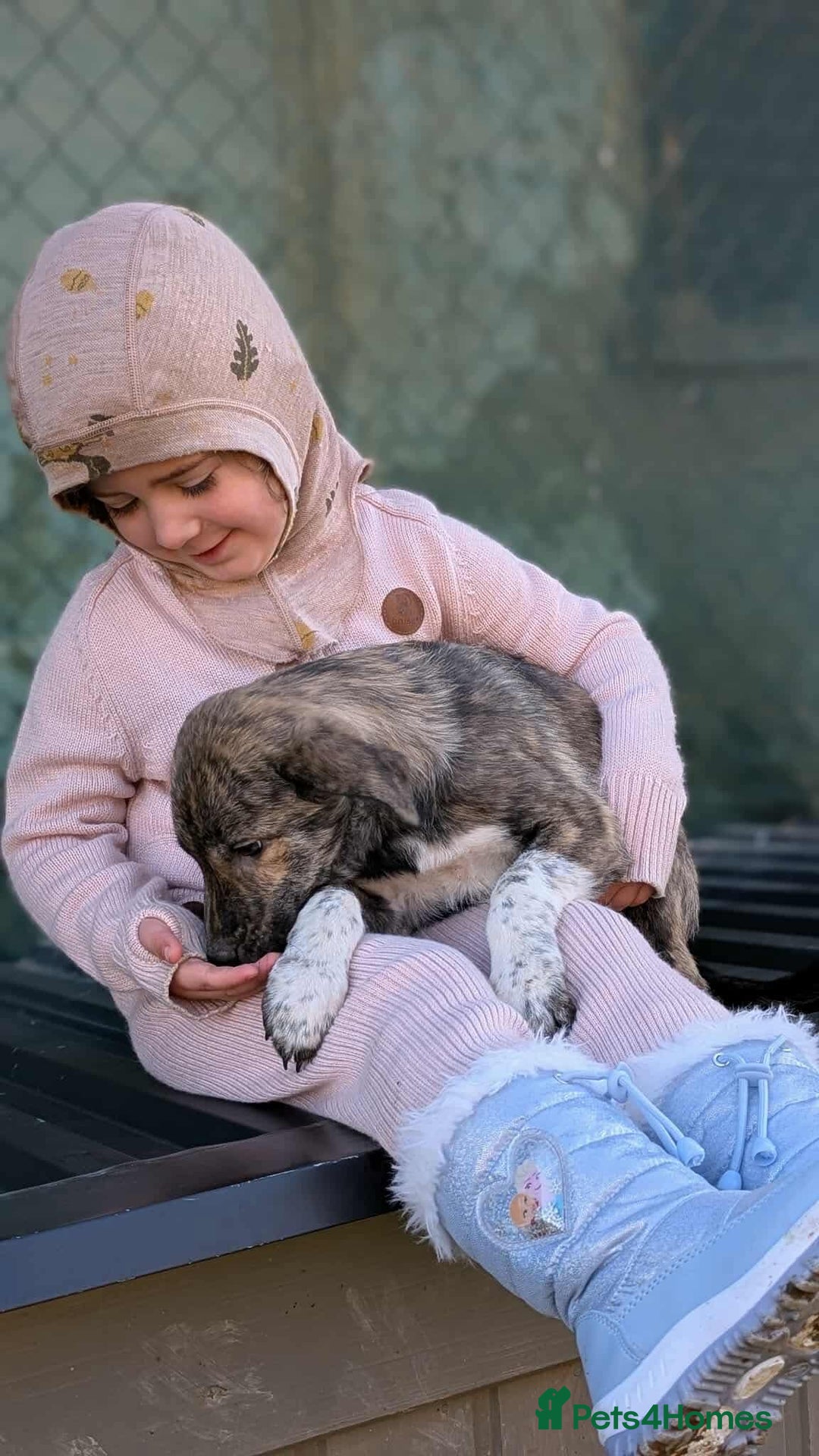 Mixed Breed dogs for adoption: Tilly for adoption - Advert 3