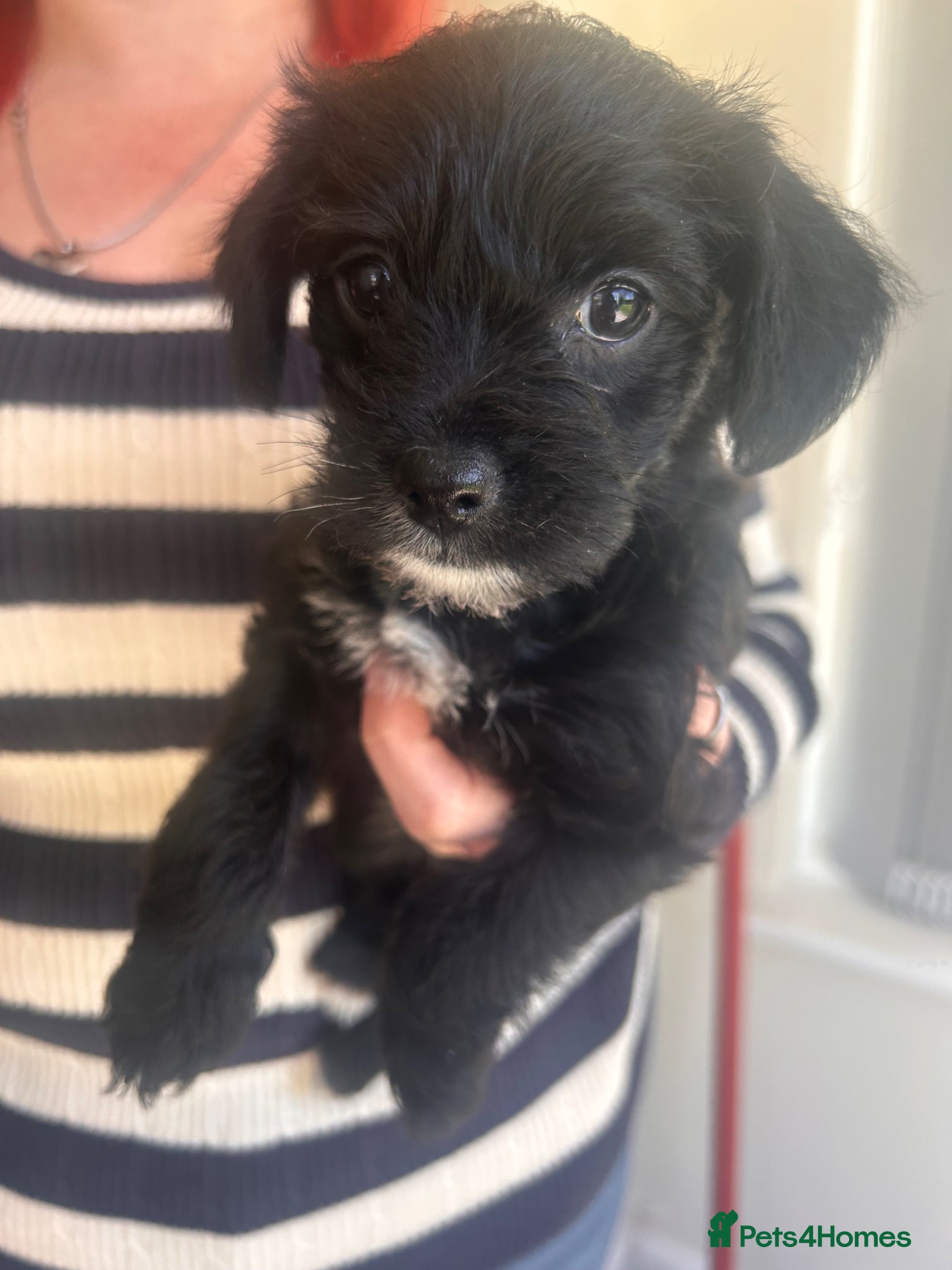 Mixed Breed dogs Cockapoo, Chihuahua mix - Advert 17