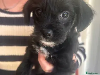 Mixed Breed dogs Cockapoo, Chihuahua mix - Advert 17