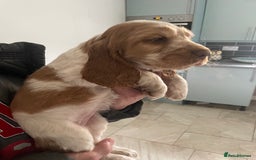 Cocker Spaniel dogs for sale: Beautiful Cocker Spaniel Puppies For Sale  - Image 3
