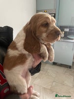 Cocker Spaniel dogs - Advert 3