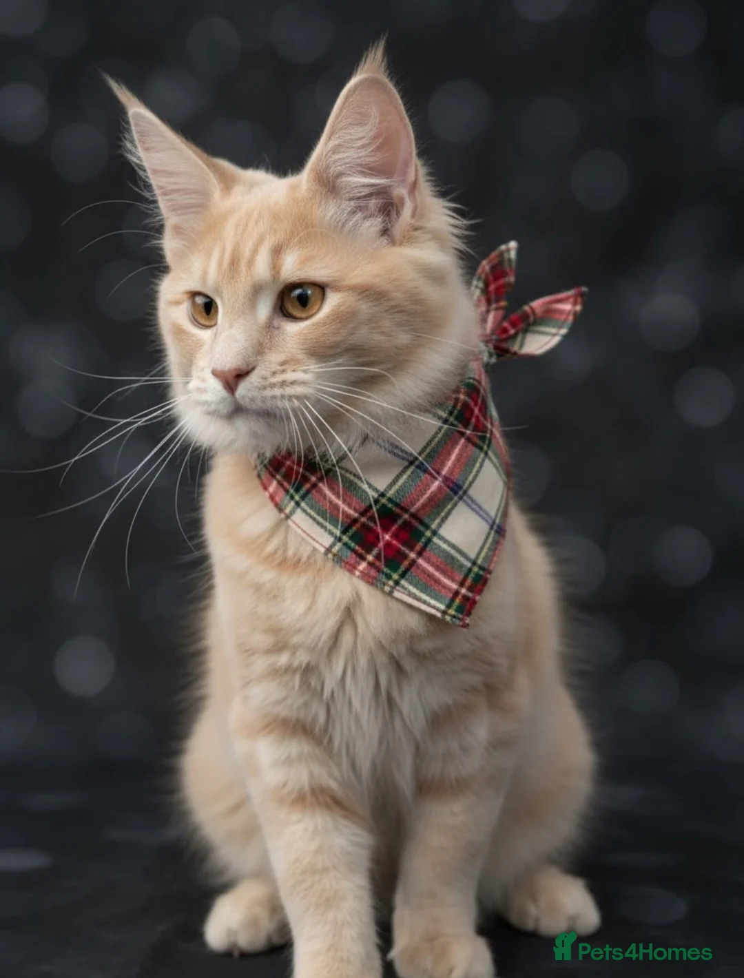 Maine Coon cats for sale: Maine Coon Family "Puuure Love" kittens available  - Advert 2