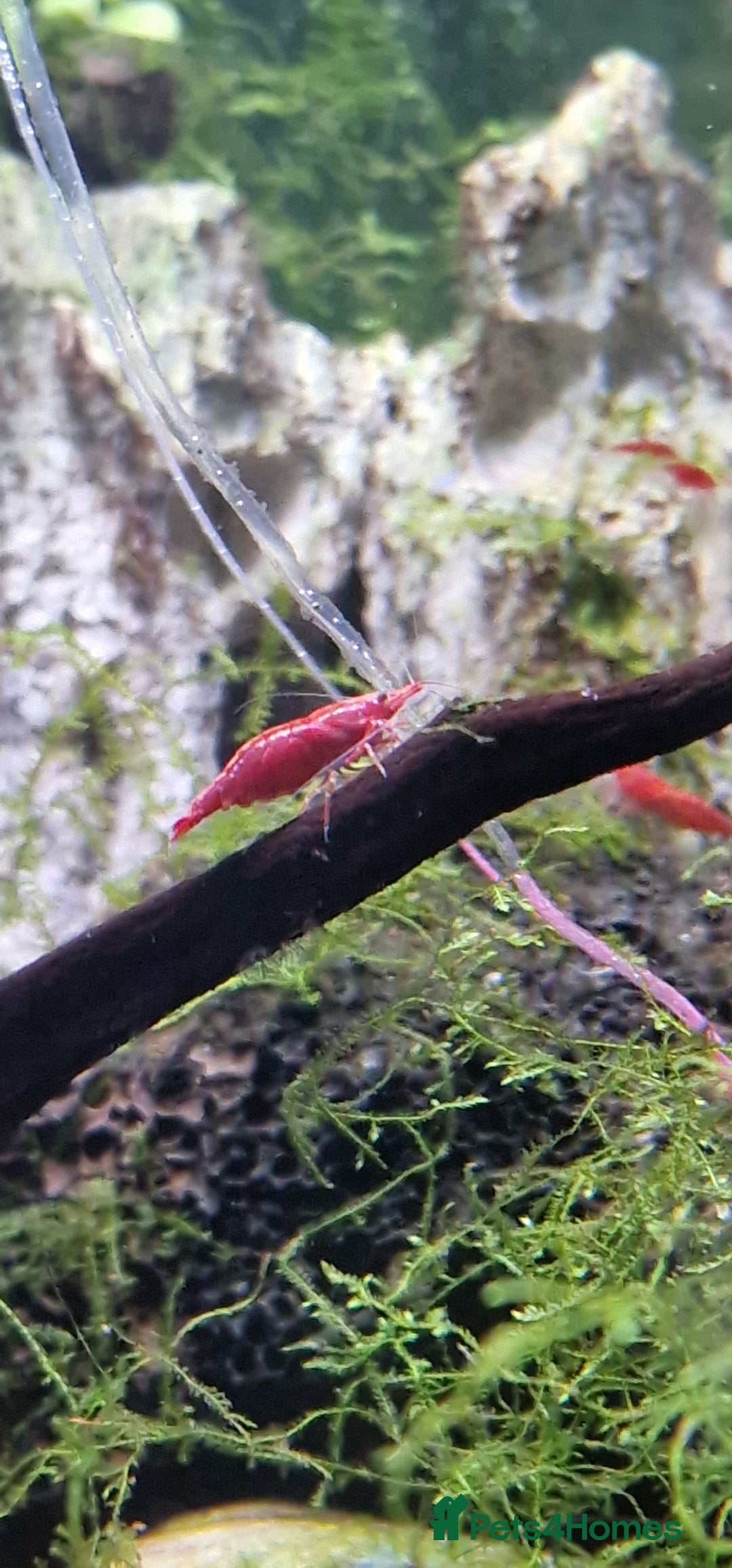 Shrimps fish for sale: Bright Red Cherry Shrimp – Healthy & Active! - Image 2