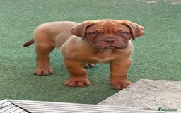 Dogue De Bordeaux dogs for sale: Beautiful litter of dogue de bordeauxs - Image 1