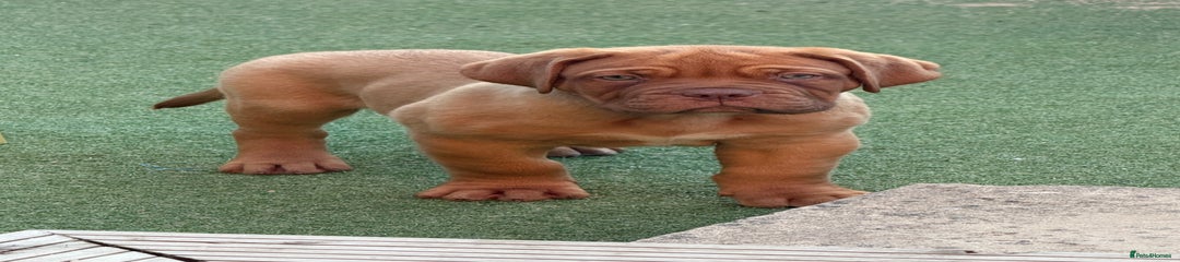 Dogue De Bordeaux orange