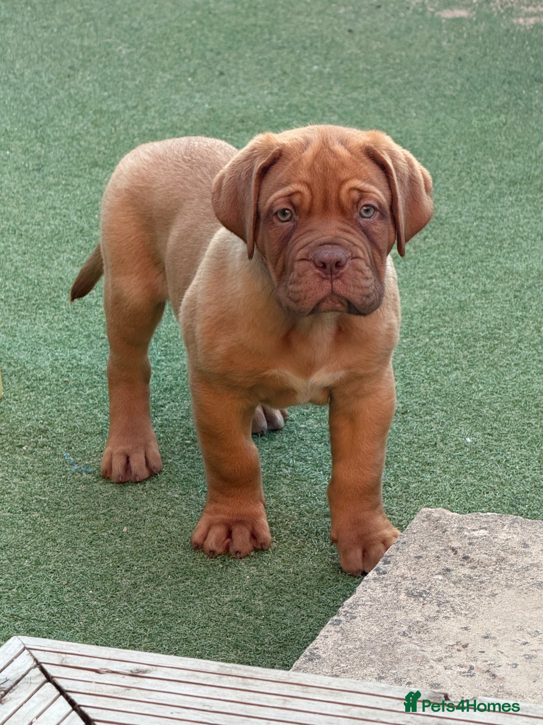 Dogue De Bordeaux dogs for sale: Beautiful litter of dogue de bordeauxs - Image 1