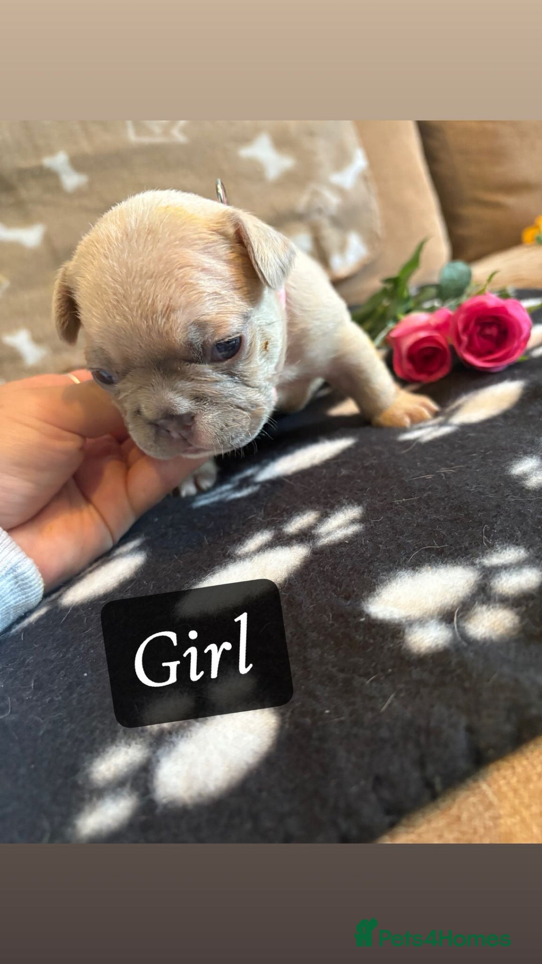 French Bulldog dogs for sale: Beautiful French bulldogs - Image 4
