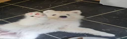 Samoyed dogs for sale: 🩷💙Samoyed puppies, 1 girl left 🩷💙 - Advert 13