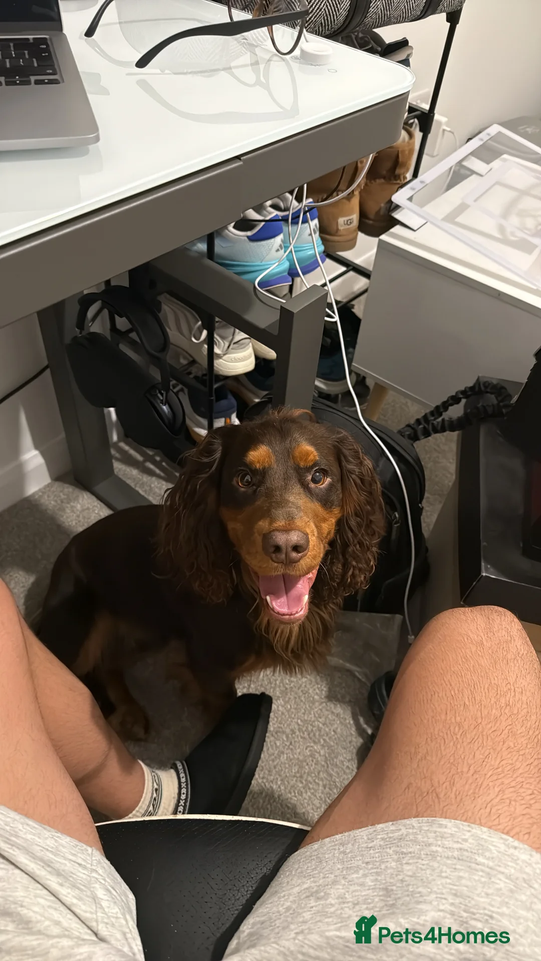 Cocker Spaniel dogs for stud: 🐾 Proven Stud - Healthy Working Cocker Spaniel 🐾 - Advert 17