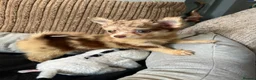 Chihuahua dogs for sale: Chihuahua puppies Russian ancesry with apple head  - Advert 27