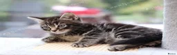 Mixed Breed cats for sale: Tabby Kittens Ready for Collection  - Advert 13
