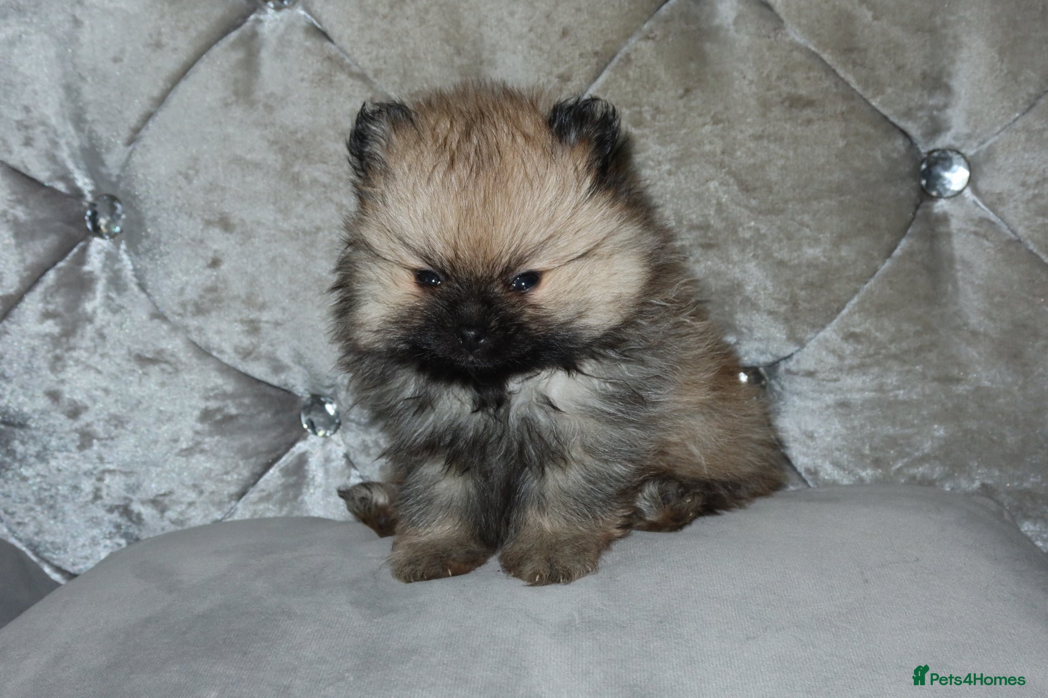 Pomeranian dogs Mini Pomeranian Puppies KCRegistered Milton Keynes - Advert 8