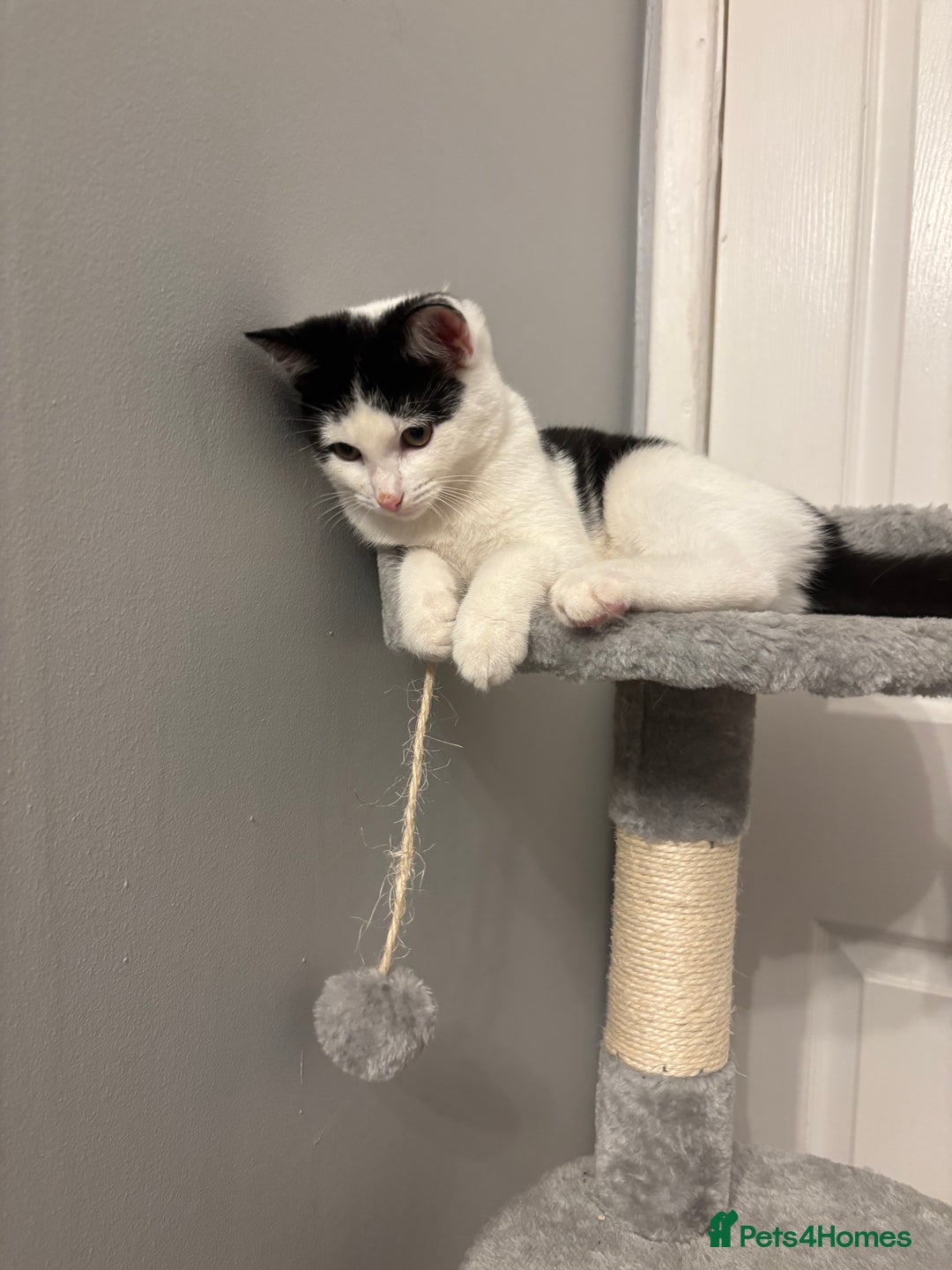 British Shorthair cats for sale: Kitten for sale  - Advert 3