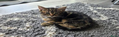 Mixed Breed Kitten 3
