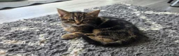 Mixed Breed cats for sale: Tabby kittens  - Advert 4