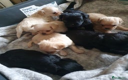 Chipoo dogs for sale: Beautiful Chipoo puppies.  - Image 3