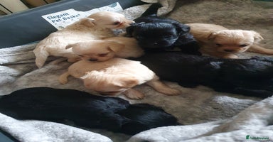 Chipoo dogs - Advert 14