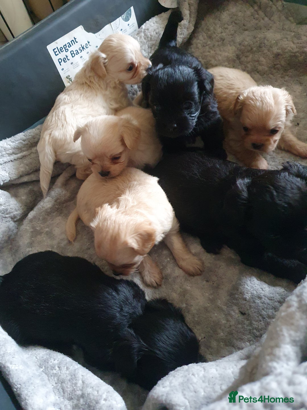 Chipoo dogs for sale: Beautiful Chipoo puppies.  - Image 3