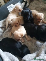 Chipoo dogs - Advert 14