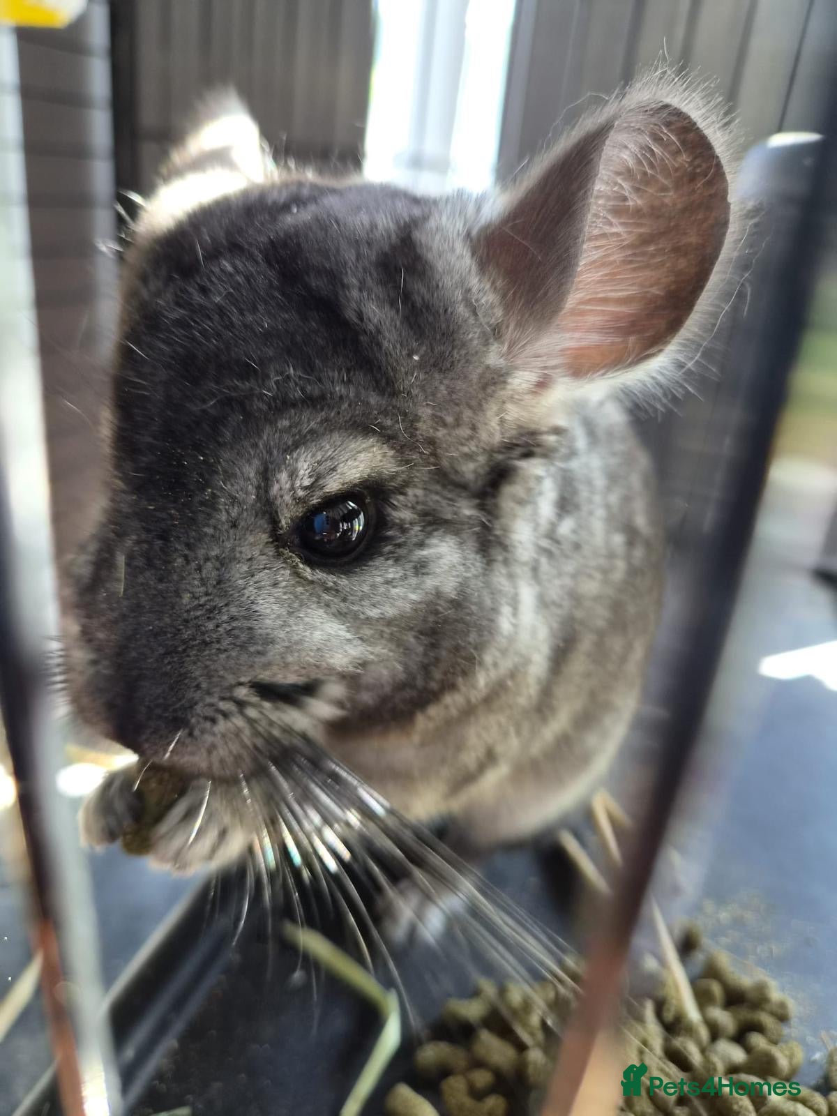 Chinchilla rodents Chinchilla male  - Advert 16