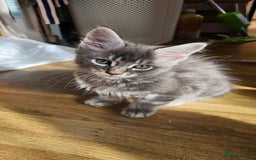Maine Coon cats for sale: LARGE BREED Maine Coon cross  - Image 22