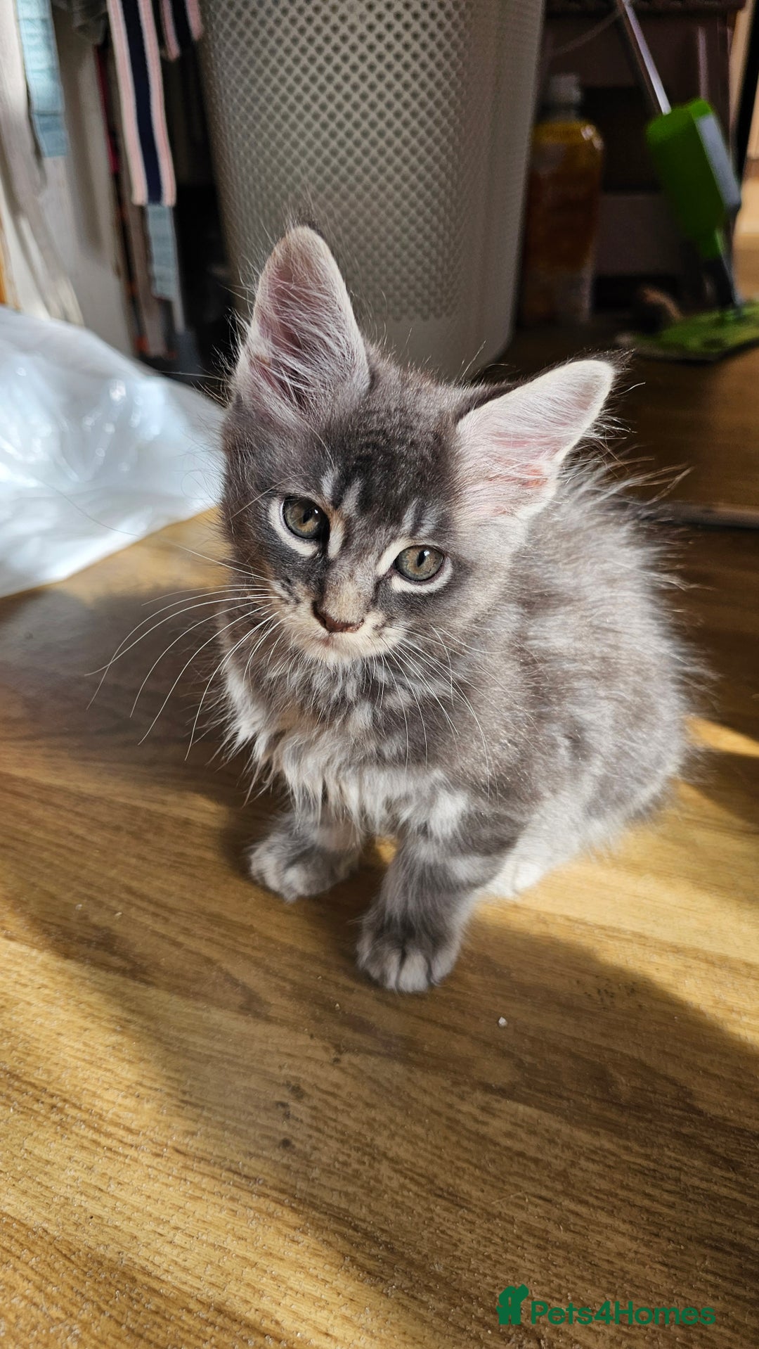 Maine Coon cats for sale: LARGE BREED Maine Coon cross  - Image 22