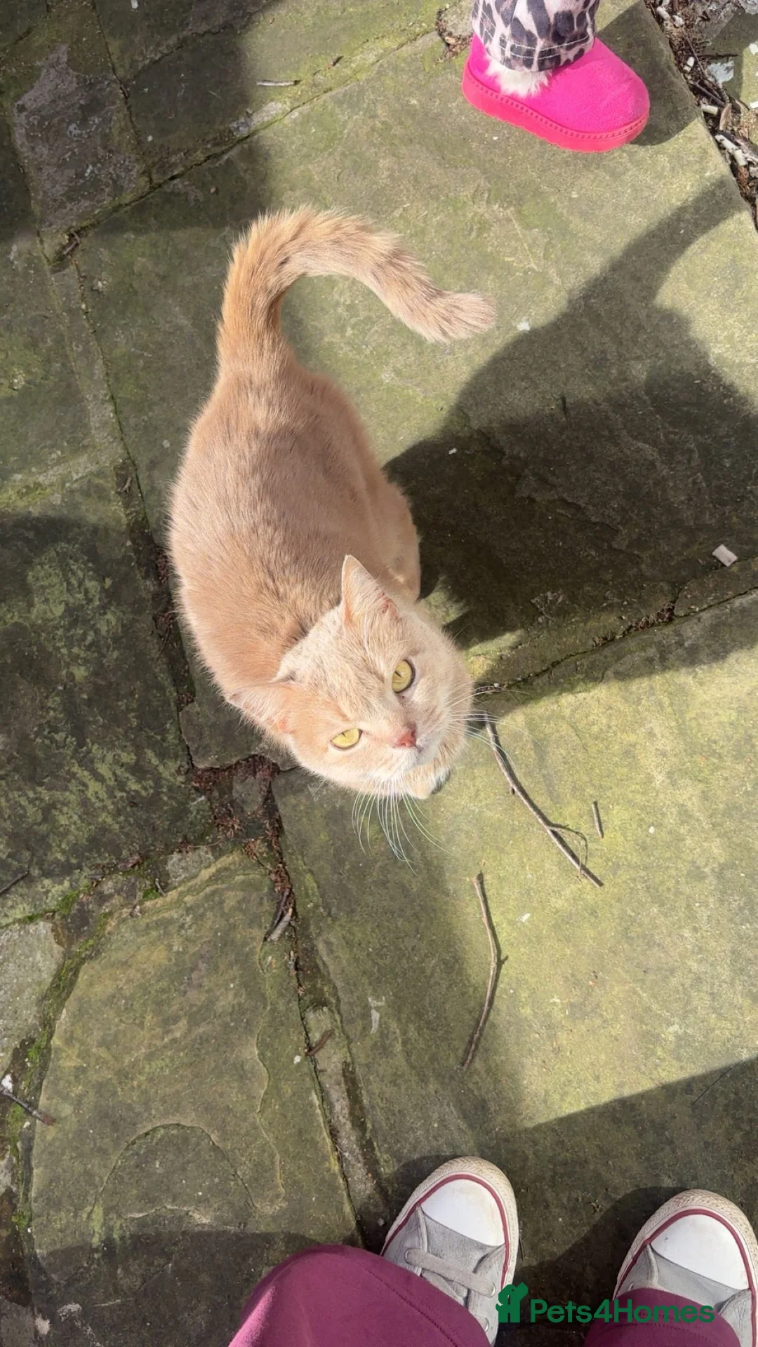 Mixed Breed cats for sale: Tabby and black kitten for sale  - Advert 1