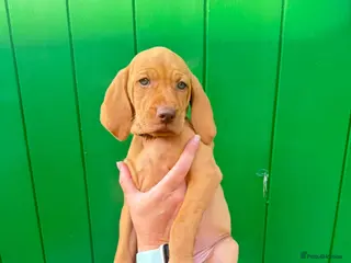 Hungarian Vizsla dogs KC Registered Hungarian Viszla litter - Advert 4