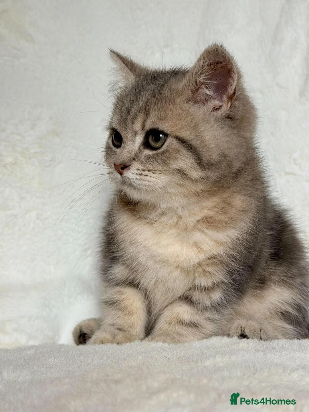 British Shorthair cats for sale: GCCF, BSH kittens from health tested parents  - Advert 38