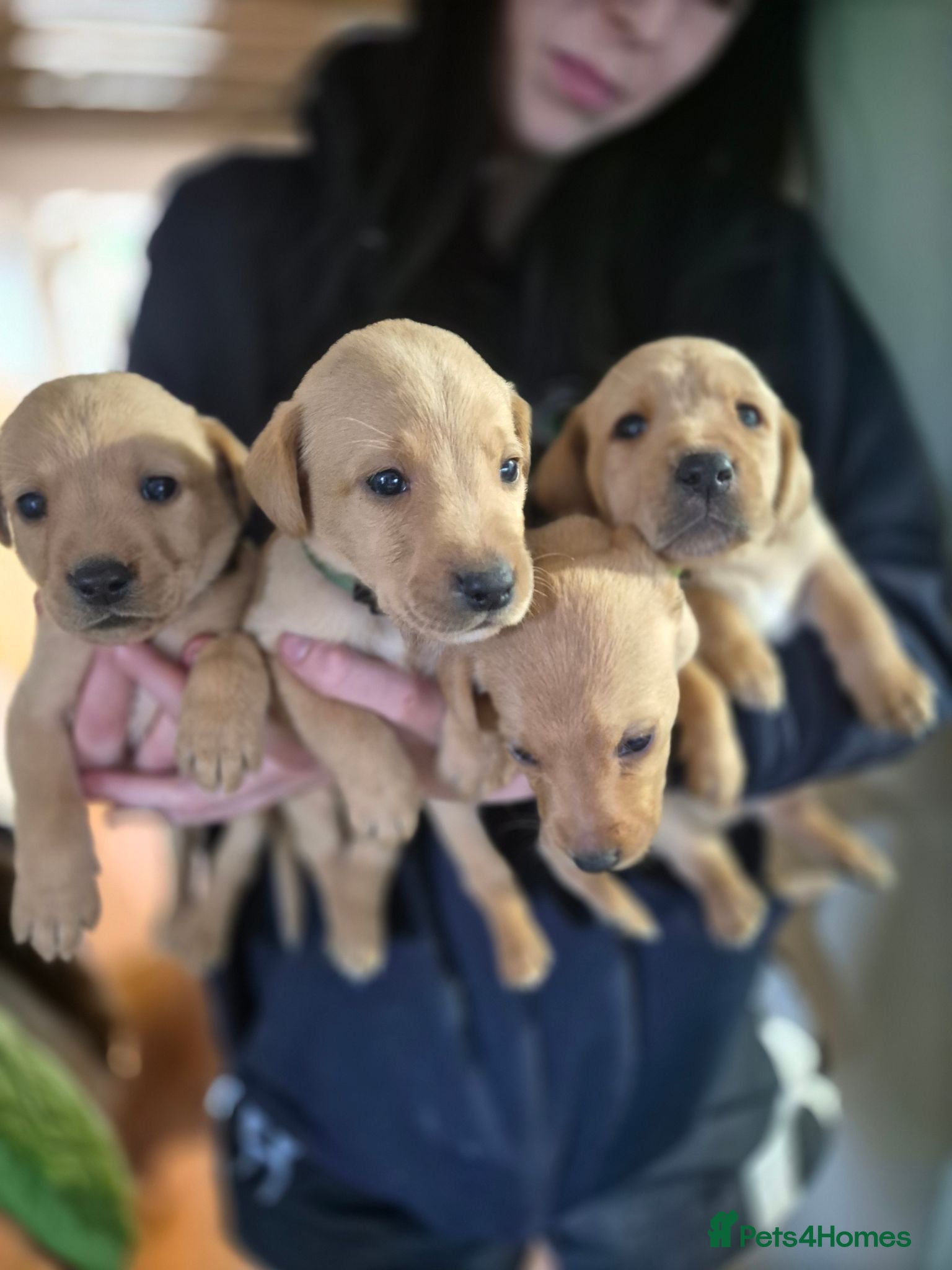 Labrador Retriever dogs Fox Red Labrador puppies  - Advert 2