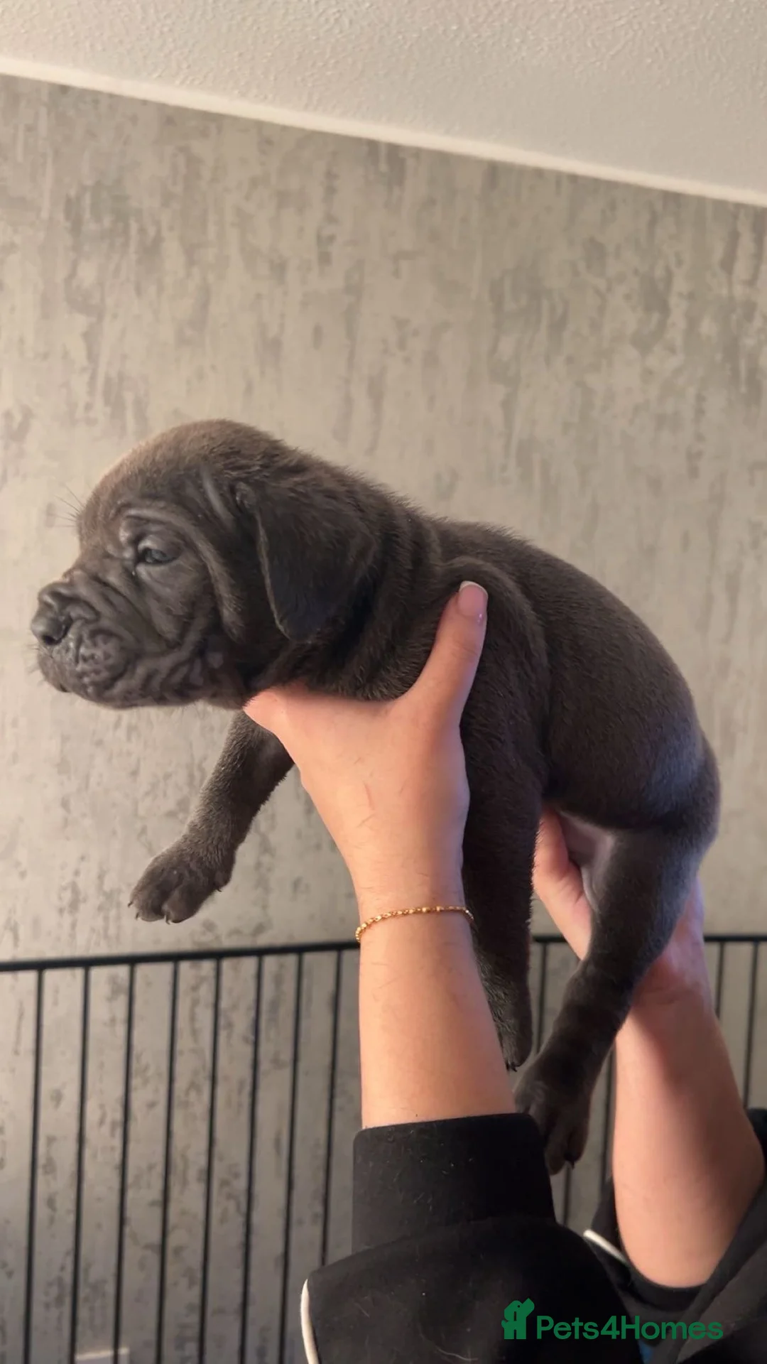 Cane Corso dogs for sale: Pure Blue Cane Corso puppies for sale - Advert 4
